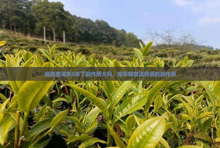 喝熟普洱茶3年了副作用