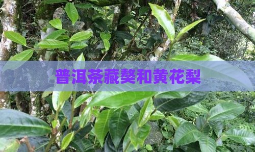 普洱茶藏獒和黄花梨