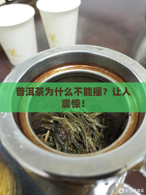 普洱茶为什么不能摇