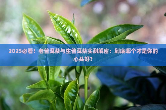 老普洱茶好还是生的好
