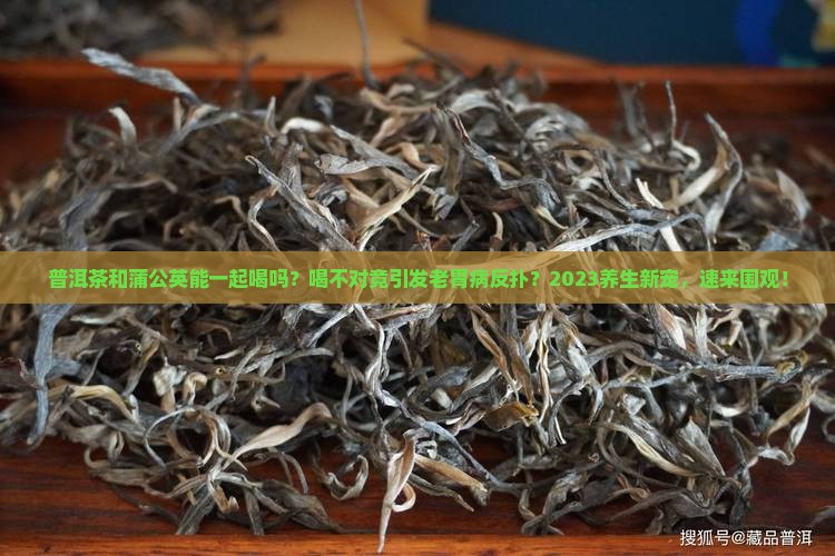 普洱茶和蒲公英能一起喝呵