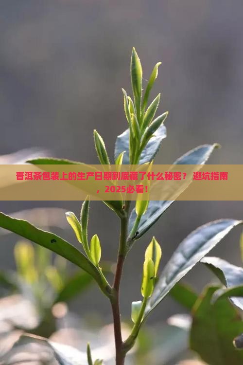 普洱茶包装纸上生产日期