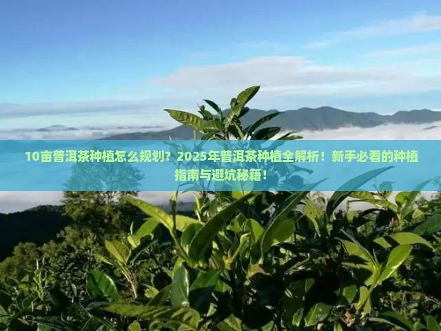 10亩普洱茶种植