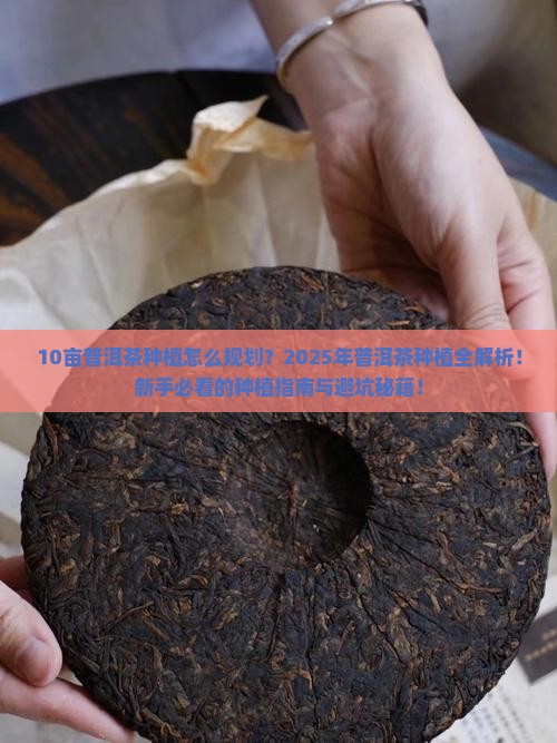 10亩普洱茶种植