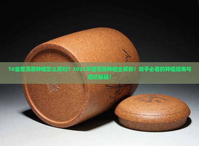 10亩普洱茶种植