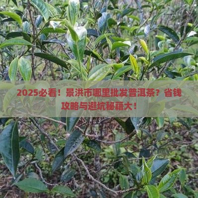 景洪市哪里批发普洱茶