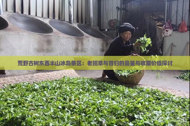 荒野古树东西半山冰岛茶区
