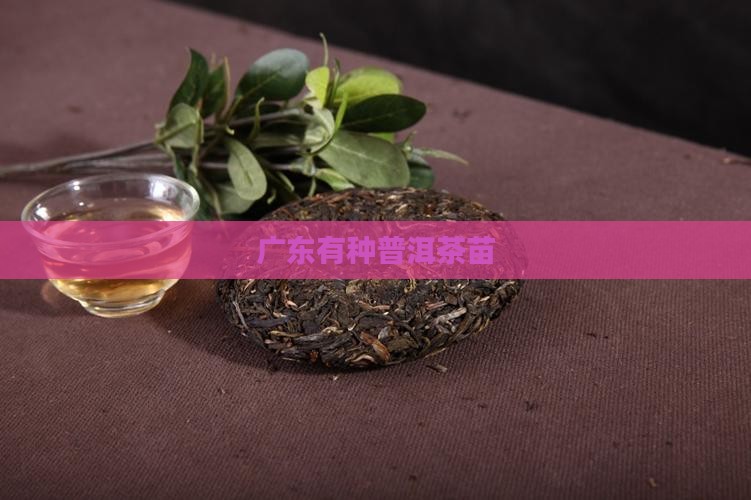 广东有种普洱茶苗