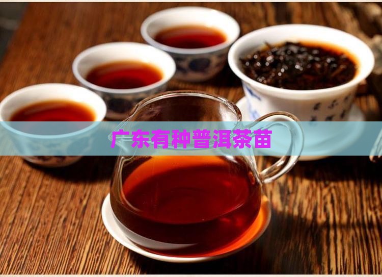 广东有种普洱茶苗
