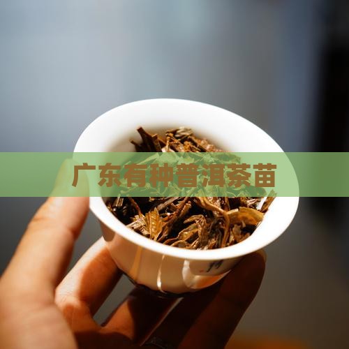 广东有种普洱茶苗