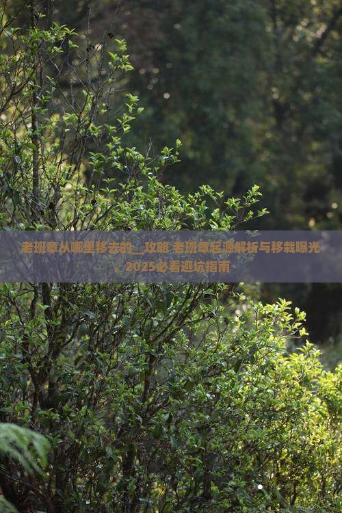 老班章从哪里移去的