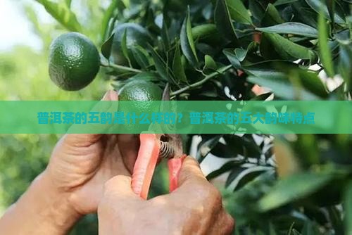 普洱茶的五韵是什么样的
