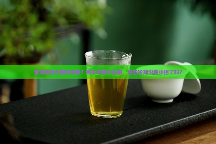 普洱茶适合哪种温度