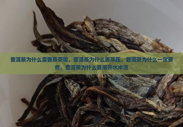 普洱茶为什么需要蒸茶呢