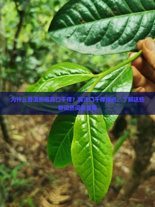普洱茶喝完口干痒
