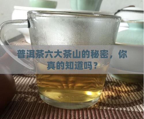 普洱茶六大茶山系列
