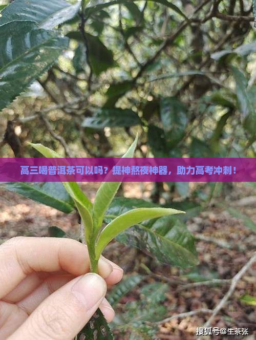 高三喝普洱茶可以吗