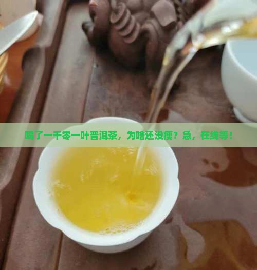 一千零一叶普洱茶