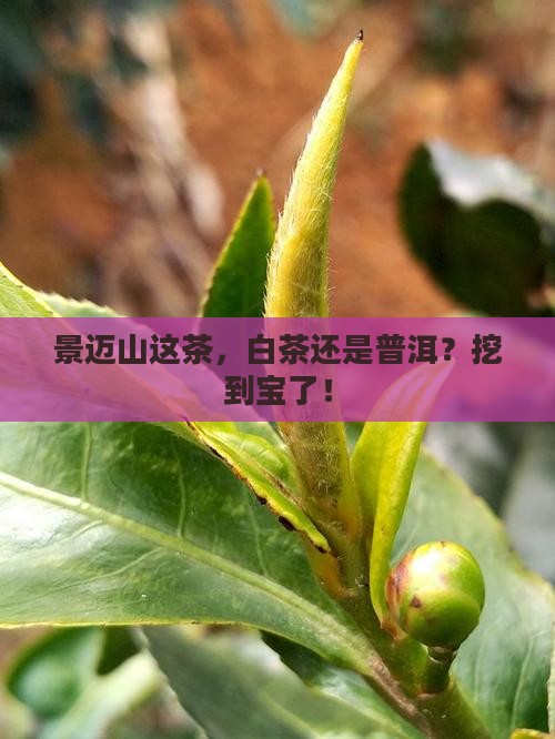 景迈山普洱茶白茶