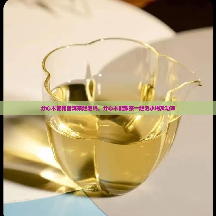 分心木能和普洱茶起泡吗