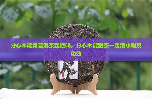 分心木能和普洱茶起泡吗