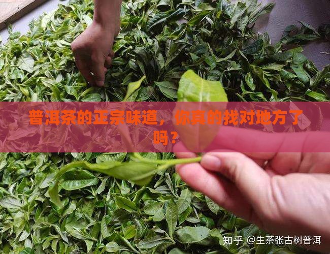 哪里才能买到正宗普洱茶