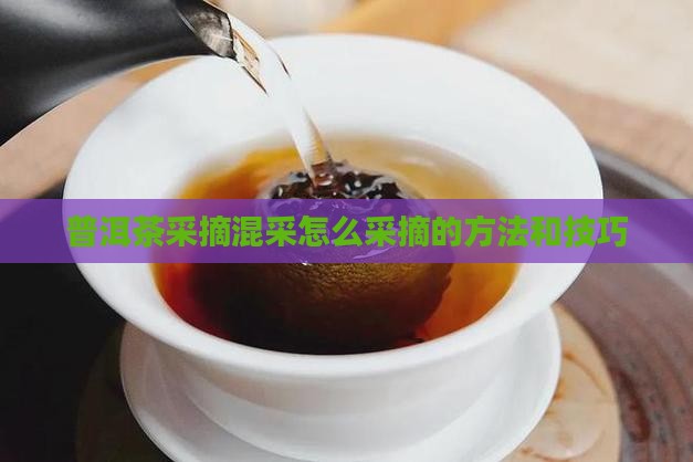 普洱茶采摘混采怎么采摘