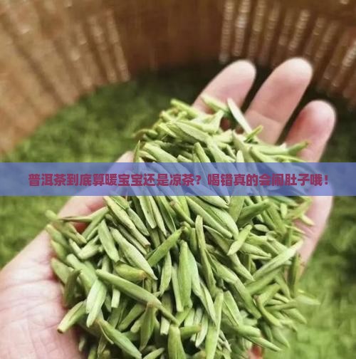 普洱茶是性温还是性寒