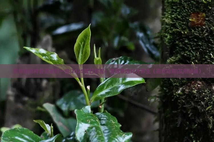 夏季喝哪种普洱茶好一些