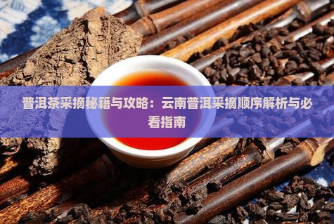 云南普洱茶采摘顺序