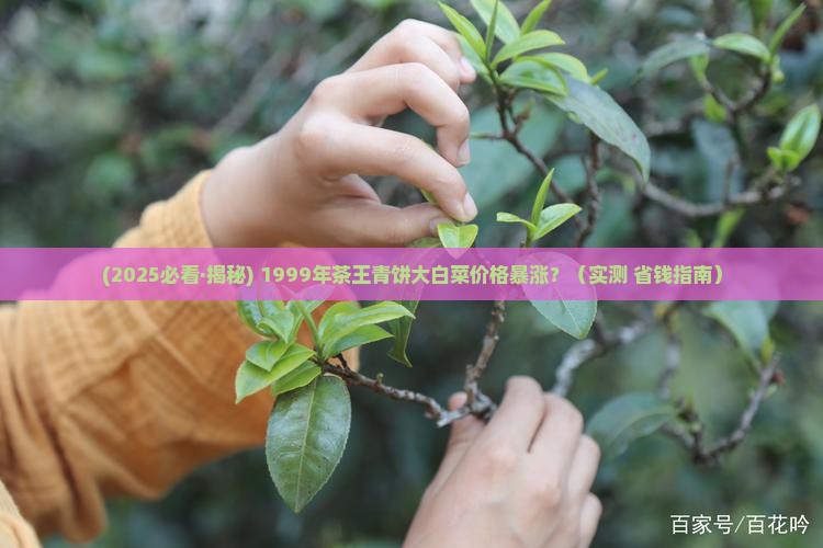 1999茶王青饼大白菜价格