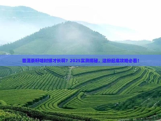 普洱茶多久会长籽