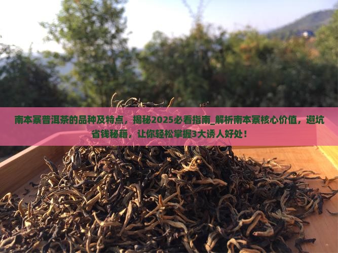 南本寨普洱茶的品种及特点