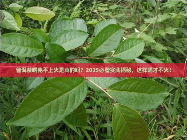 普洱茶喝完不上火了吗会上火吗