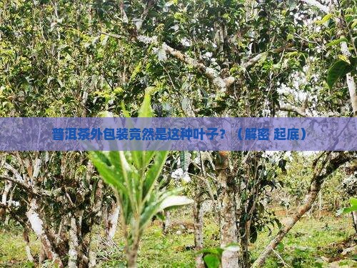 普洱外包装是什么叶子