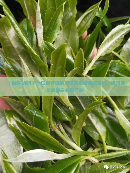 一般的普洱茶可以购买藏吗