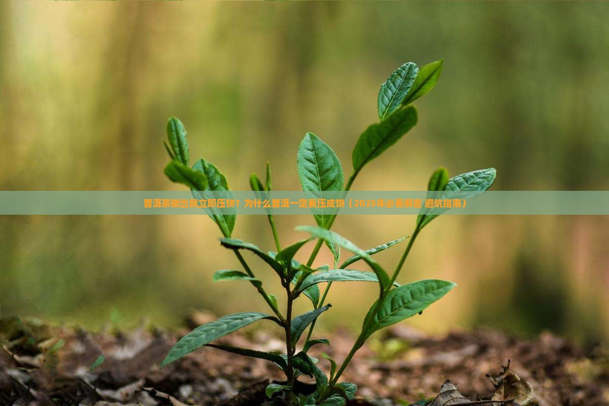 普洱茶做出来就立即压饼