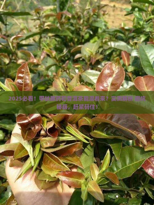 吃甲状腺药能喝普洱茶吗