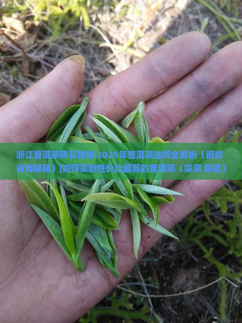 浙江普洱茶购买指南