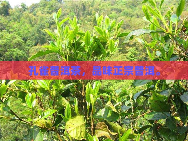 常州银孔雀普洱茶