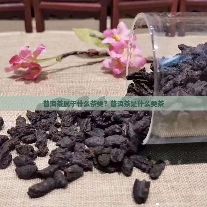 普洱茶是什么类茶