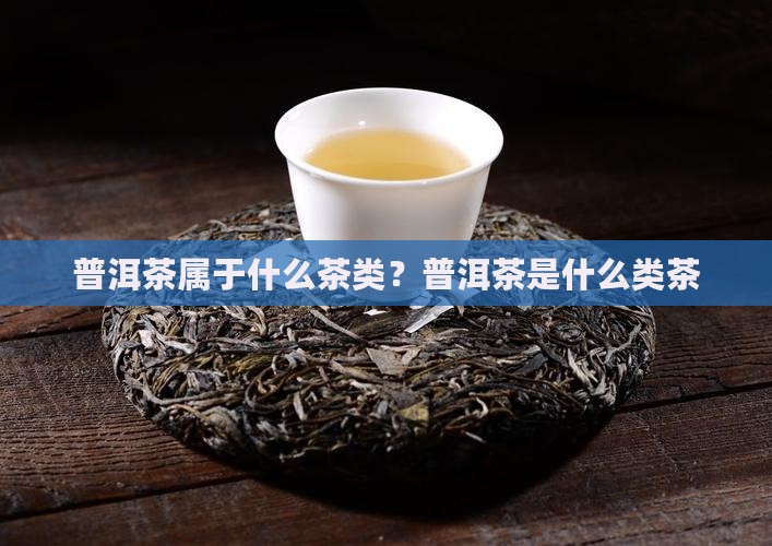 普洱茶是什么类茶