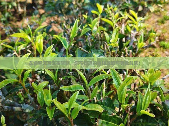龙润春晖普洱茶早期