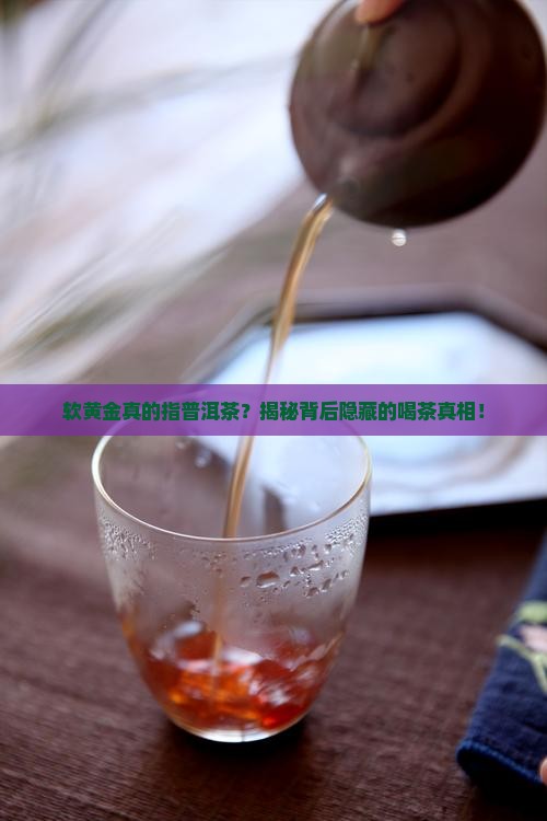 软黄金指的是普洱茶吗