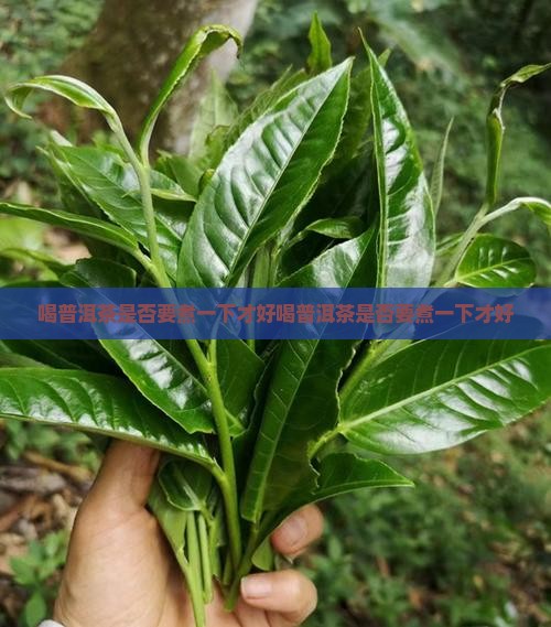 喝普洱茶是否要煮一下才好