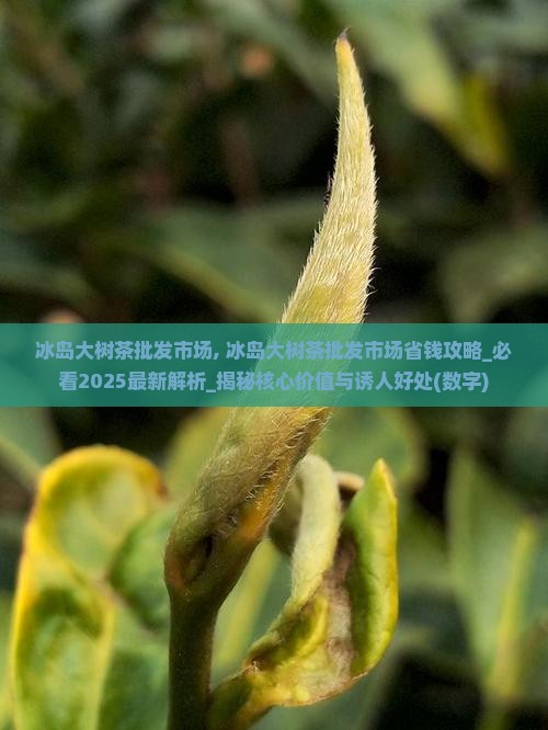 冰岛大树茶批发市场