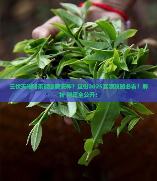 三伏天喝什么茶健脾安神