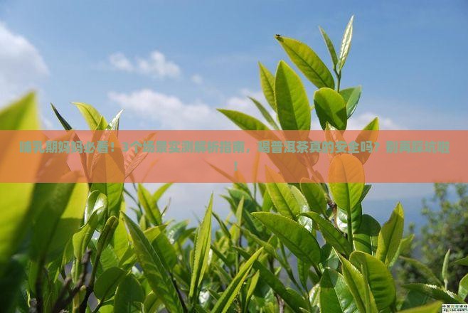 哺乳期是否可以喝普洱茶 哺乳期是否可以喝普洱茶
