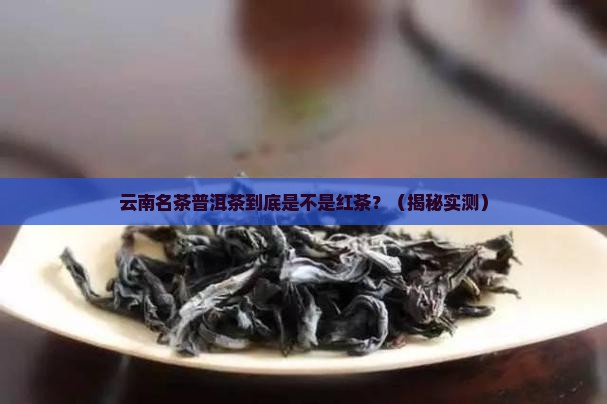 云南名茶普洱茶属于红茶