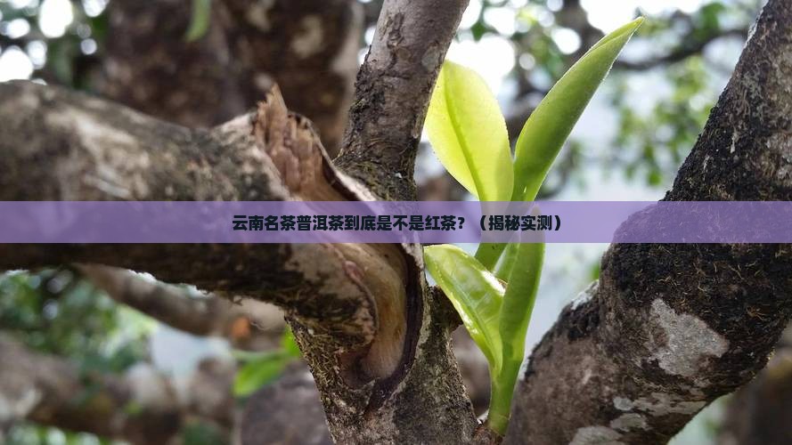 云南名茶普洱茶属于红茶